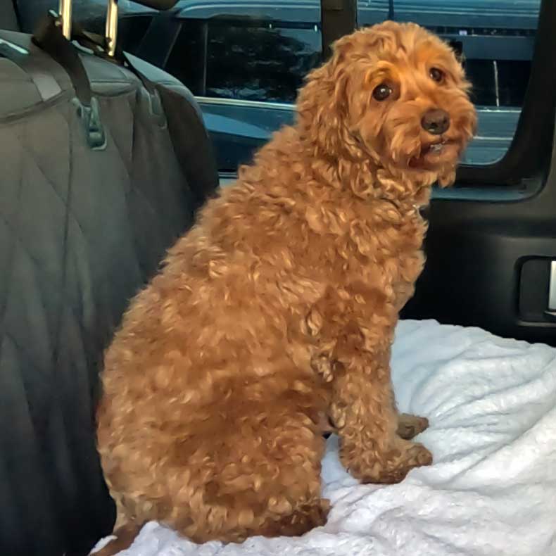 Maggie in the van about to come to Amity Labradoodles