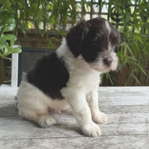 Amitys-Tiny-Teddy-W6