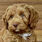 Rolo 1