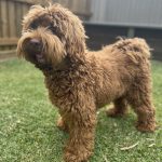 Rolo 2
