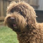 Rolo3