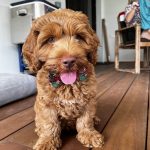Rolo4
