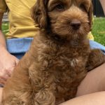 Rolo5