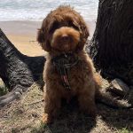 Rolo6