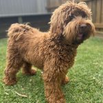 Rusty's Rolo