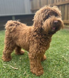 Rusty's Rolo