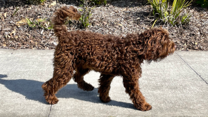 Dash-adult-walking-to-the-right