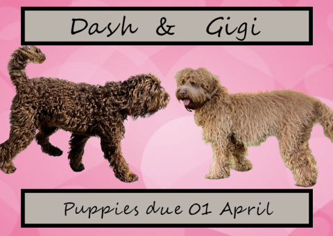 Dash and Gigi