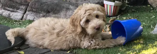 Amity_Laying down with ball