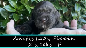 Amitys Lady Pippin w2