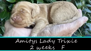 Amitys Lady Trixie w2