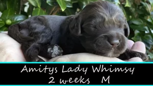 Amitys Lady Whimsy w2