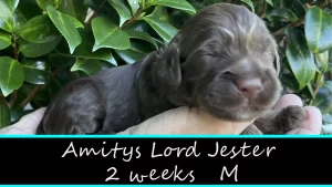 Amitys Lord Jester w2