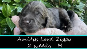 Amitys Lord Ziggy w2