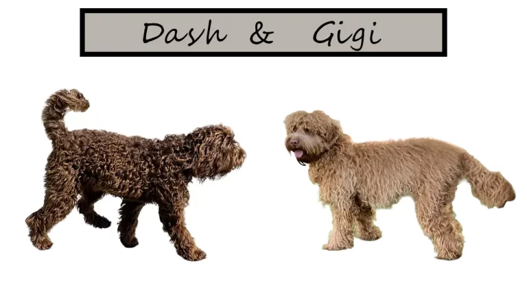 Dash and Gigi
