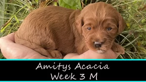 Amitys Acacia