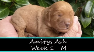 Amitys Ash