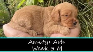 Amitys Ash
