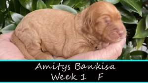 Amitys Bankisa