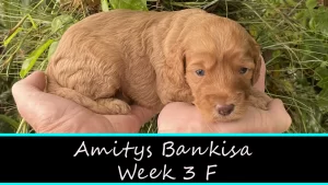 Amitys Bankisa