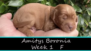 Amitys Boronia