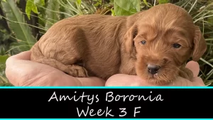 Amitys Boronia
