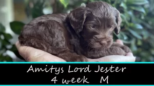 Amitys Lord Jester W4