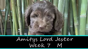 Amitys Lord Jester