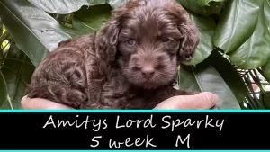 Amitys Lord Sparky W5