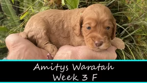 Amitys Waratah