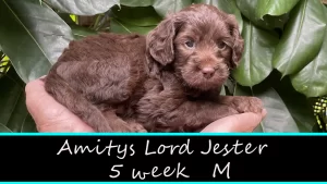 Jester W5